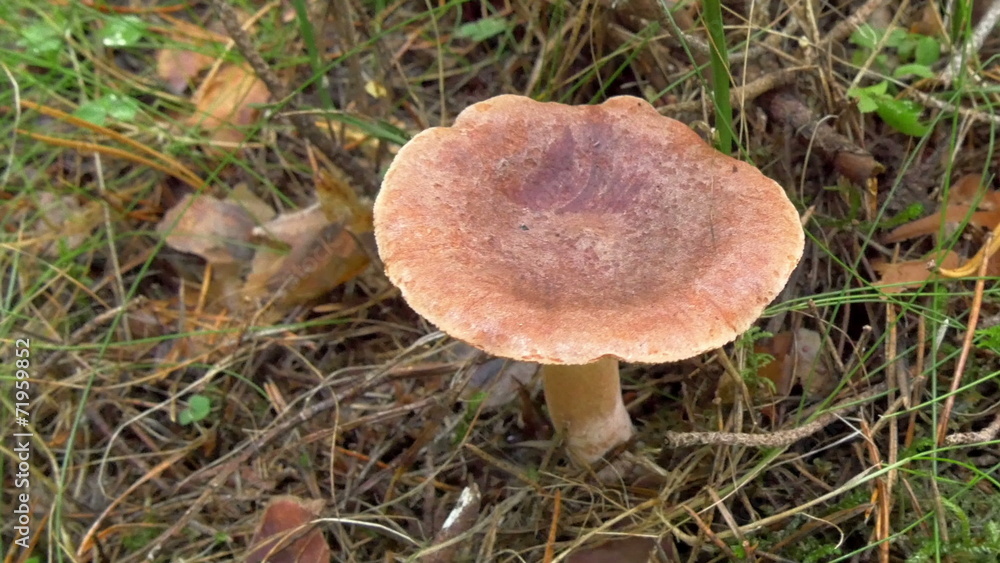 Single milkcaps mushroom with grass and shrubs around Single milkcaps mushroom with grass and shrubs around