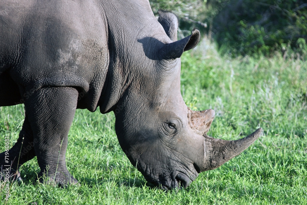 Obraz premium Rhino in the Kruger national Park