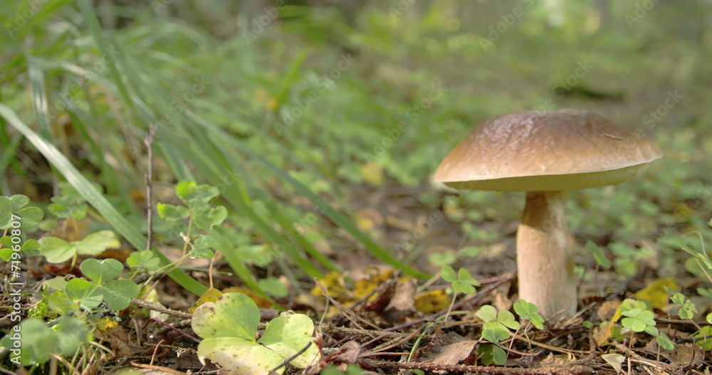 One Leccinum mushroom with golden brown in color One Leccinum mushroom with golden brown in color