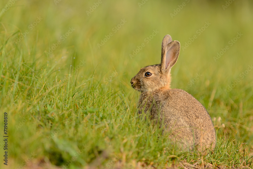 Fototapeta premium Common rabbit (Oryctolagus cuniculus) in a field of grass.