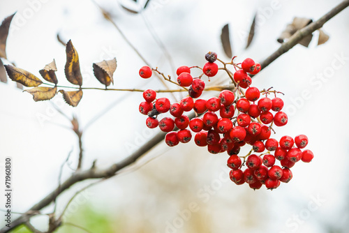 Cluster of rowan berry on a...