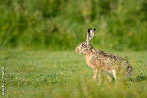 Brown hare (Lepus europaeus) in a meadow.