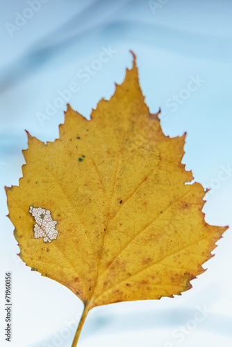 Orange leaf of birch during...