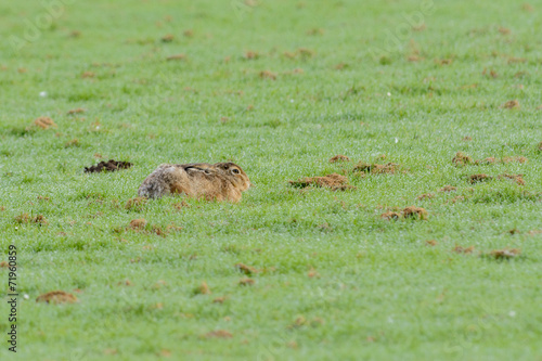 Brown hare (Lepus europaeus) in a meadow. © o0orichard