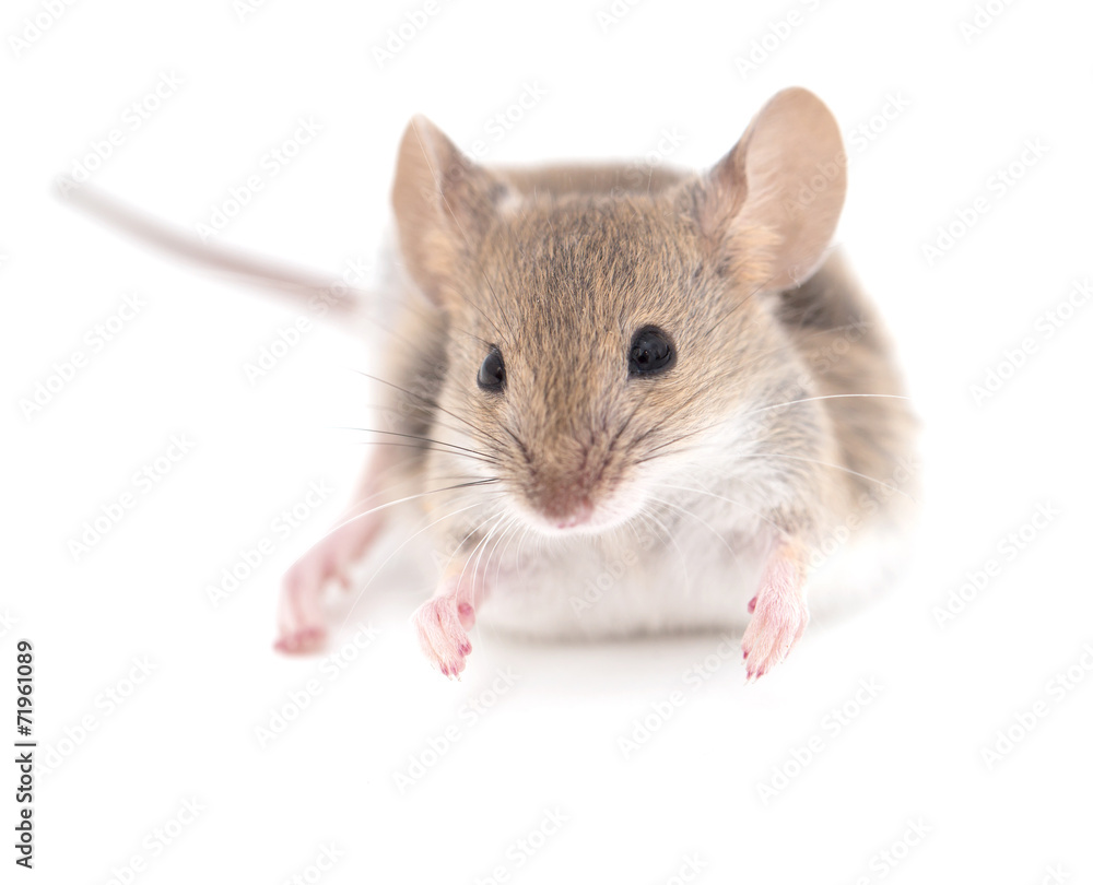 mouse on a white background. close-up mouse on a white background. close-up