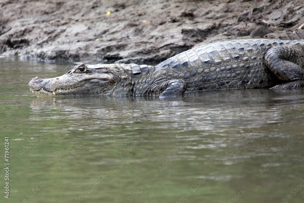 Cayman in Costa Rica. Crocodile (alligator) closeup Cayman in Costa Rica. Crocodile (alligator) closeup