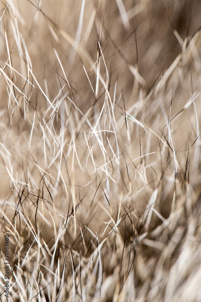 Fototapeta premium animal fur as background