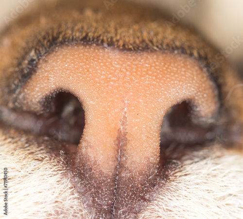 nose cat. close-up