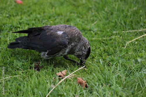 Brindled westerm jackdaw (Corvus monedula) eating on grass photo