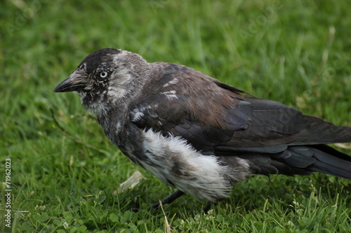 Brindled westerm jackdaw  Corvus monedula  on grass