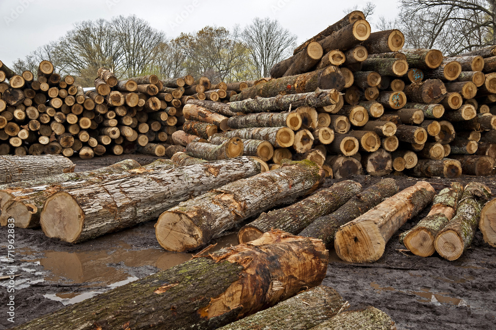 Stacks of Logs Awaiting Trip to the Sawmill Stacks of Logs Awaiting Trip to the Sawmill