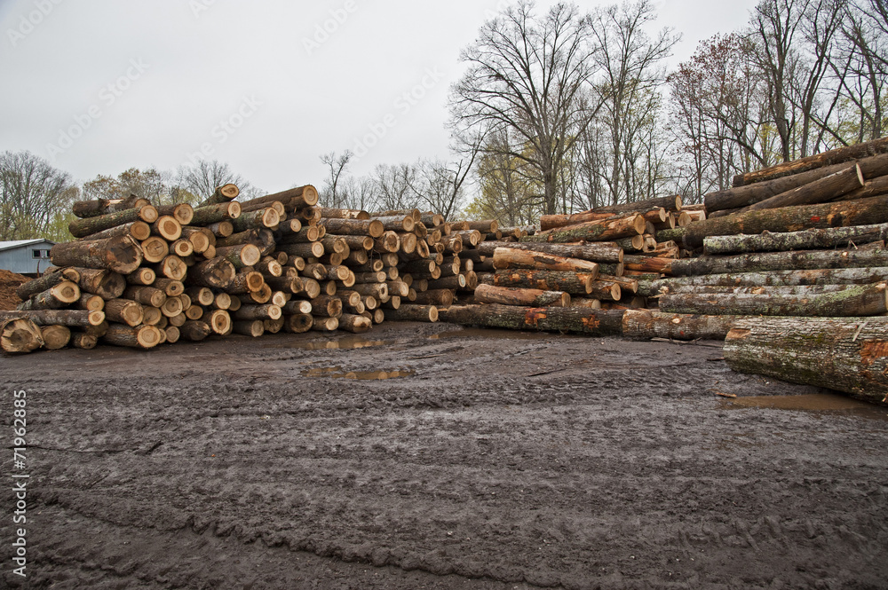 Stacks of Logs Awaiting Conversion To Lumber
