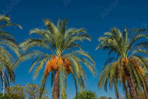 Date palm tree in front of blue sky