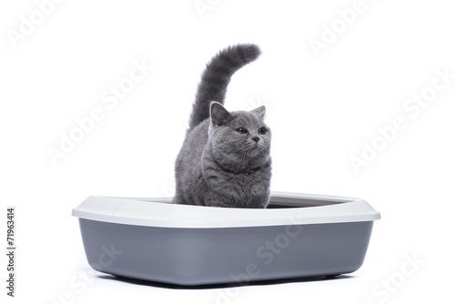 Katze auf dem Katzenklo, Katzentoilette