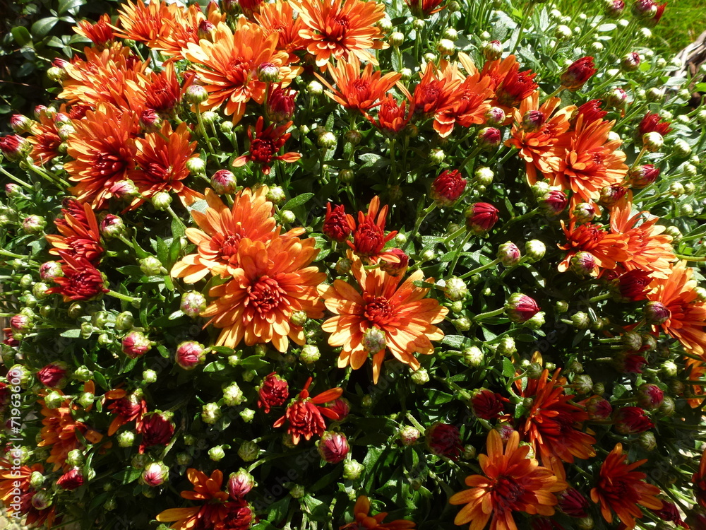 chrysanthemum