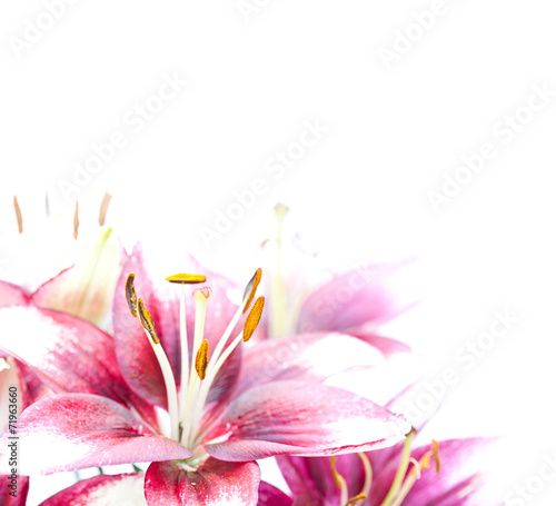 Fototapeta Naklejka Na Ścianę i Meble -  image of the single white lily in the corner