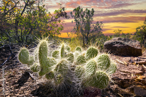 Cactus at Sunrise photo