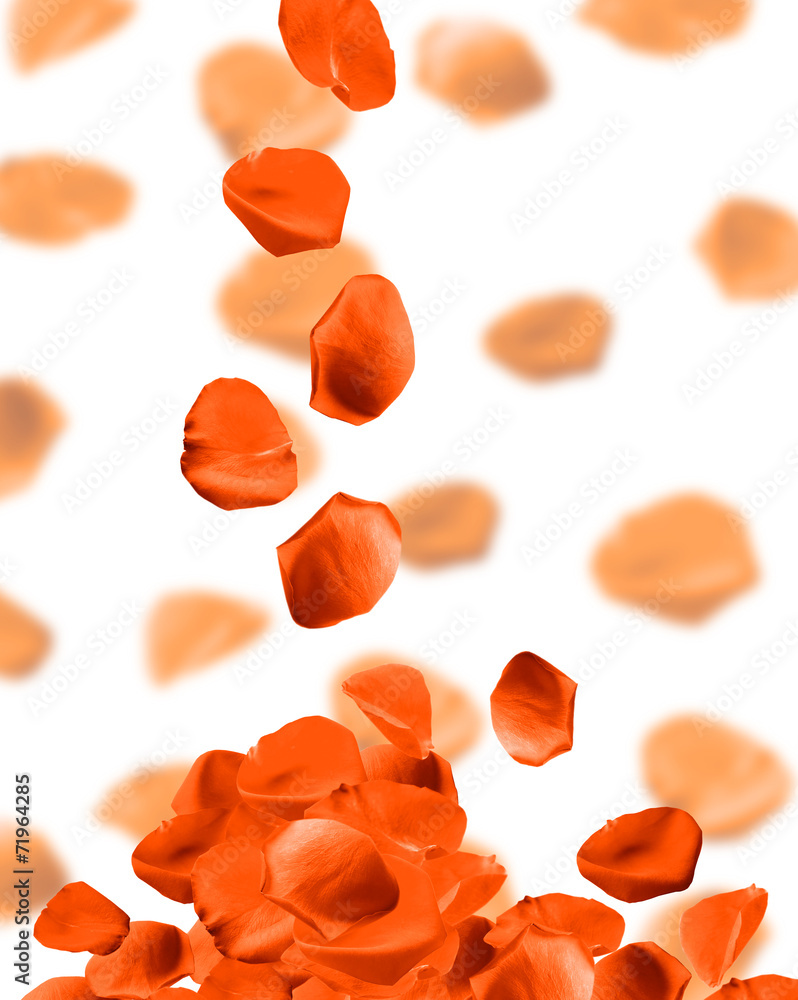 Falling rose petals on white background Falling rose petals on white background