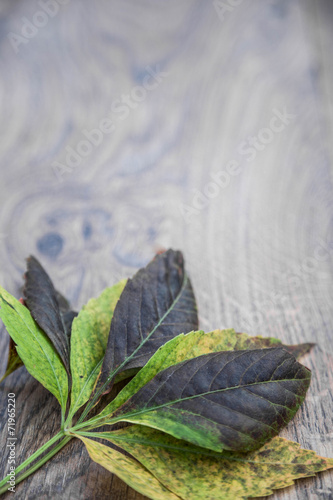 Fotografie Autumn leaf on wooden background