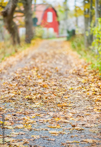 Dirt road and with trees during autumn with fallen leaves