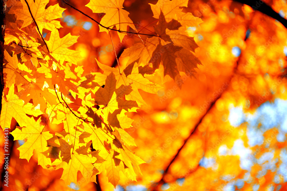 Autumn background Autumn background