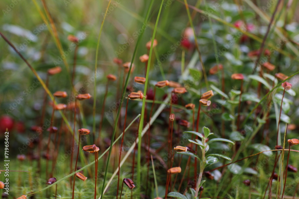Great Goldilocks (Polytrichum commune) with sporangia Great Goldilocks (Polytrichum commune) with sporangia