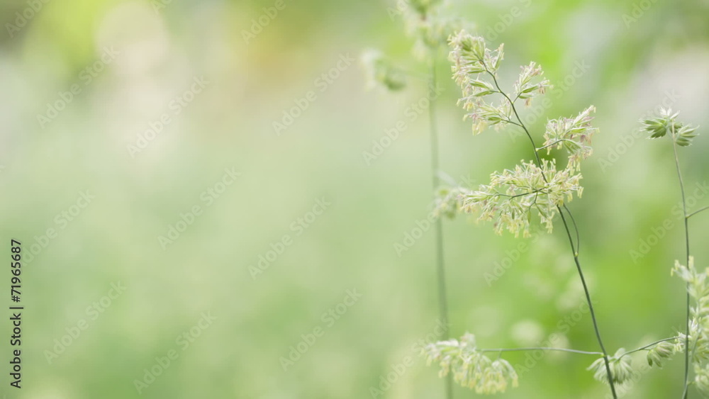 meadow grass with bluegrass sway on the wind, rustic style meadow grass with bluegrass sway on the wind, rustic style