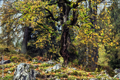 Lovely Autumn at the Sea of Kings