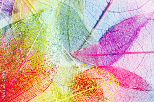 color leaves © Maksim Shebeko