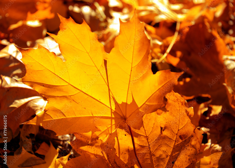 Yellow maple leaf Yellow maple leaf