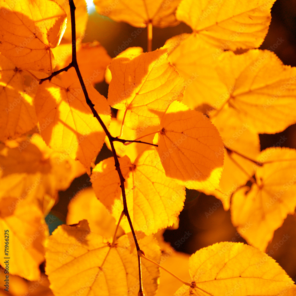 Branch with yellow leaves Branch with yellow leaves