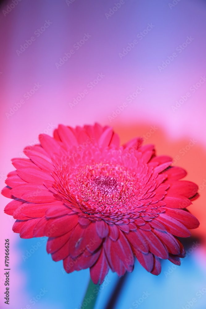 Gerbera Gerbera
