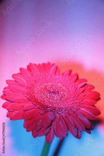 Gerbera