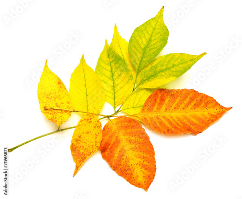 Yellow leaves