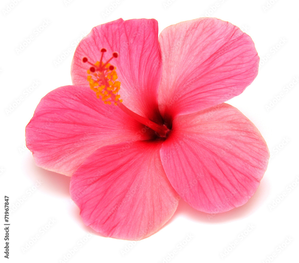 Pink hibiscus - obrazy, fototapety, plakaty 