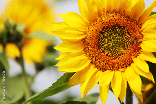Fototapeta Naklejka Na Ścianę i Meble -  Sonnenblumen.
