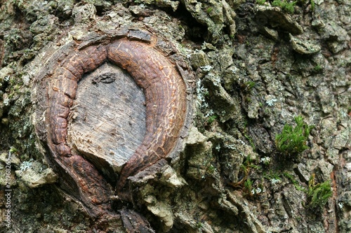 Scar on tree bark