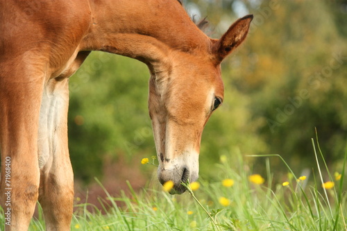Fototapeta Naklejka Na Ścianę i Meble -  Cute brown foal portrait in summer
