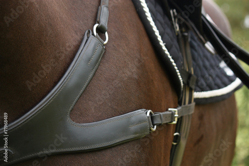 Close up of leather equine breastplate © virgonira