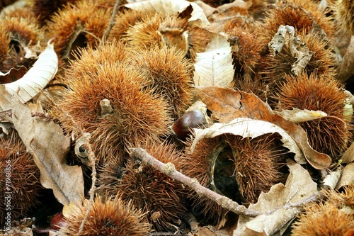 Chestnut husk - Texture