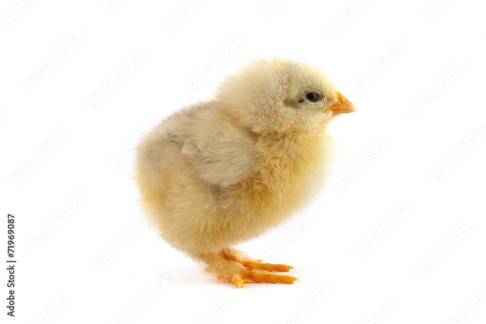 The yellow small chick The yellow small chick