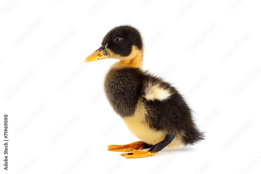 The black small duckling The black small duckling