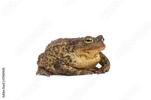 Forest toad. Green frog