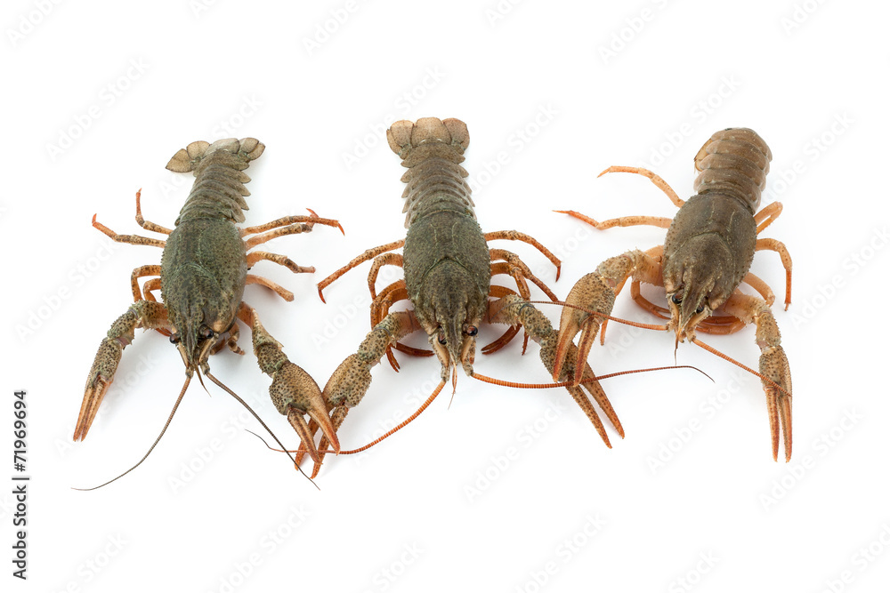 River raw crayfishes River raw crayfishes