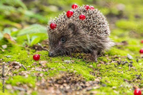 Wild Hedgehog is looking for a food