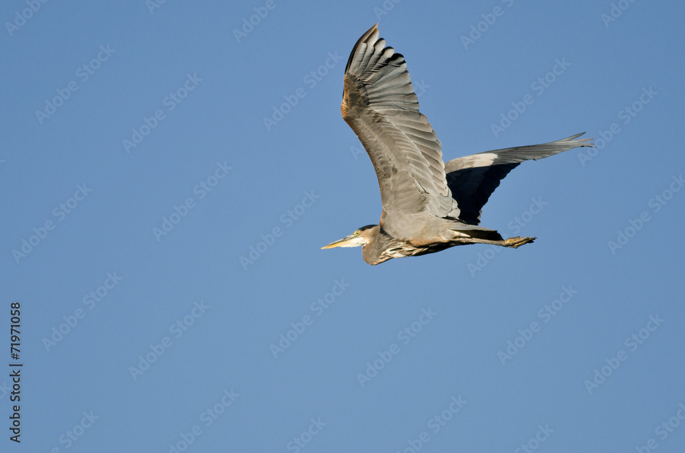 Great Blue Heron Flying in a Blue Sky