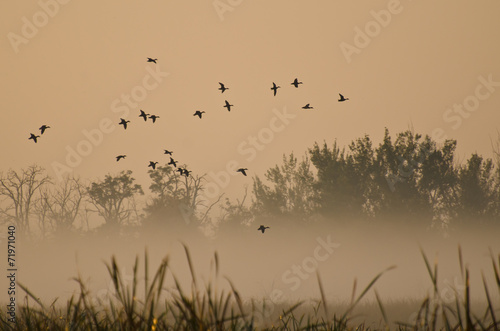 Early Morning Flight of Ducks Above Foggy Marsh