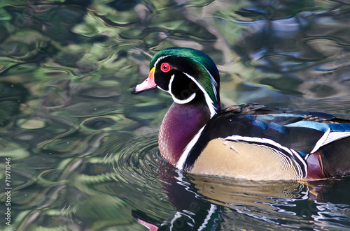 Male Wood Duck Swimming in a Pond photo