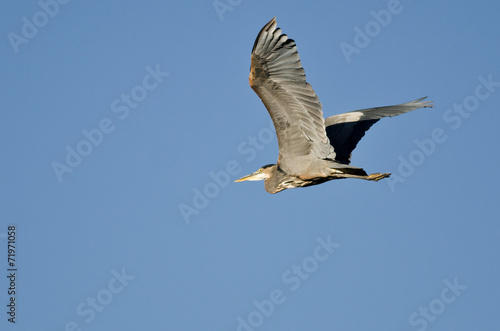 Great Blue Heron Flying in a Blue Sky © rck