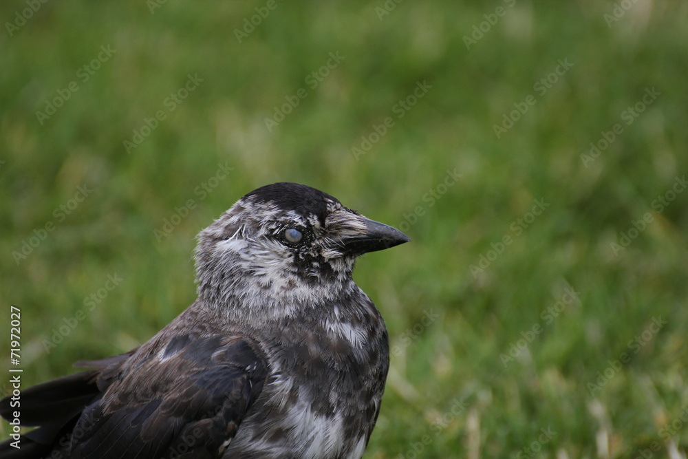 Brindled westerm jackdaw (Corvus monedula) blinking